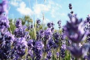 nature, Flowers, Purple Flowers, Lavender
