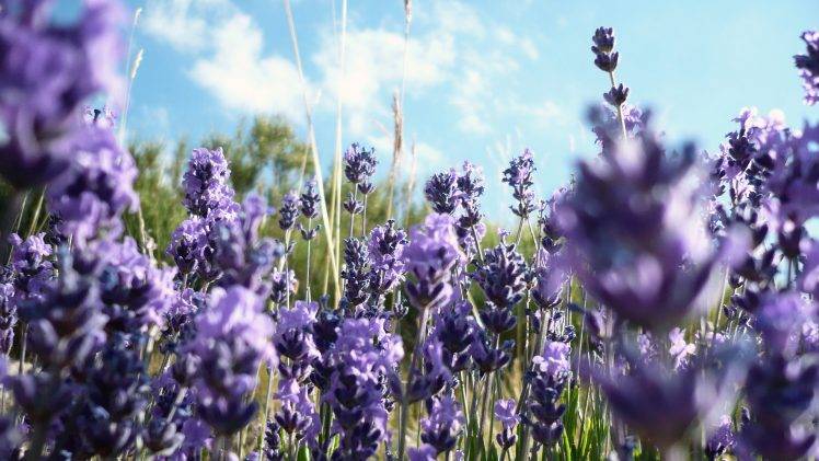 nature, Flowers, Purple Flowers, Lavender HD Wallpaper Desktop Background