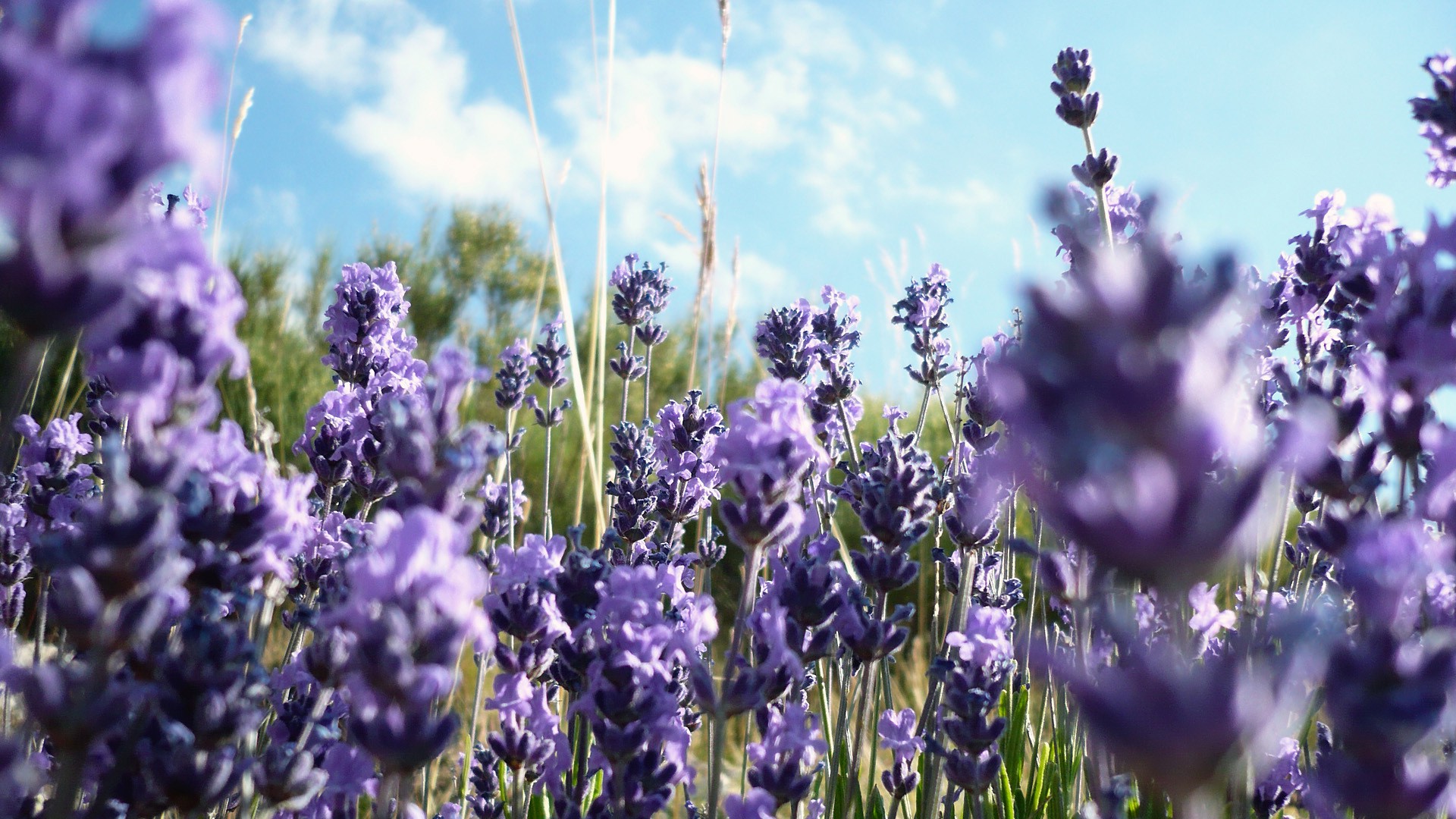 nature, Flowers, Purple Flowers, Lavender Wallpaper