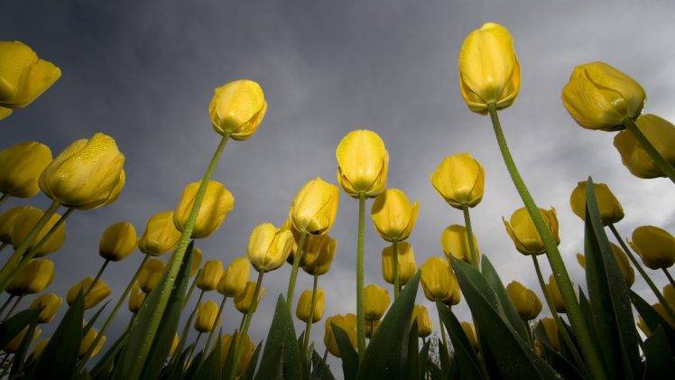 nature, Flowers, Tulips, Worms Eye View HD Wallpaper Desktop Background