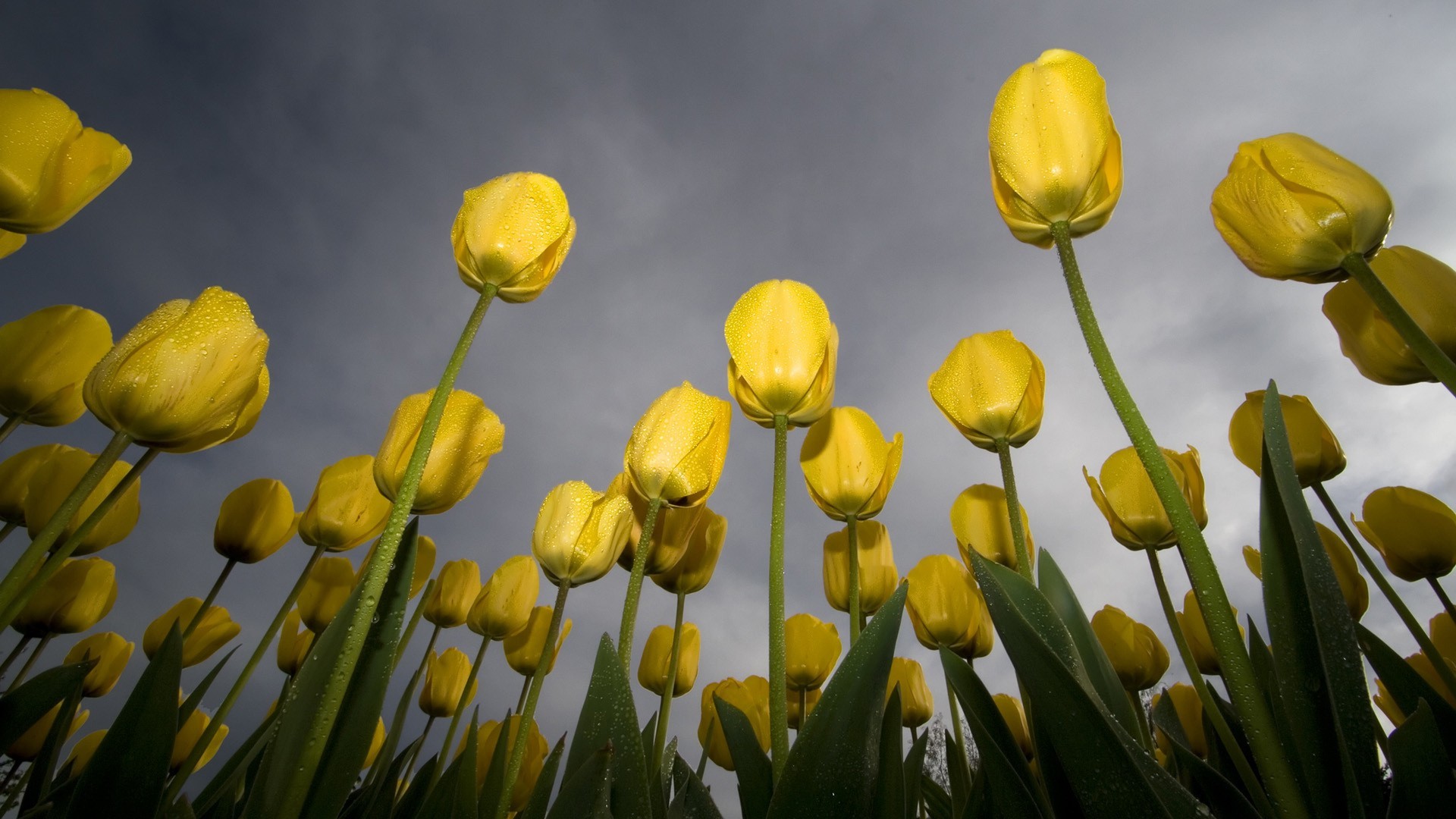 nature, Flowers, Tulips, Worms Eye View Wallpaper