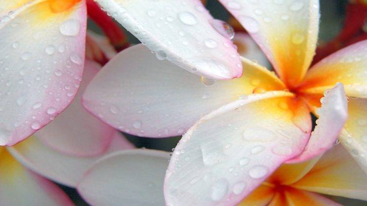 flowers, Plumeria, Water Drops HD Wallpaper Desktop Background