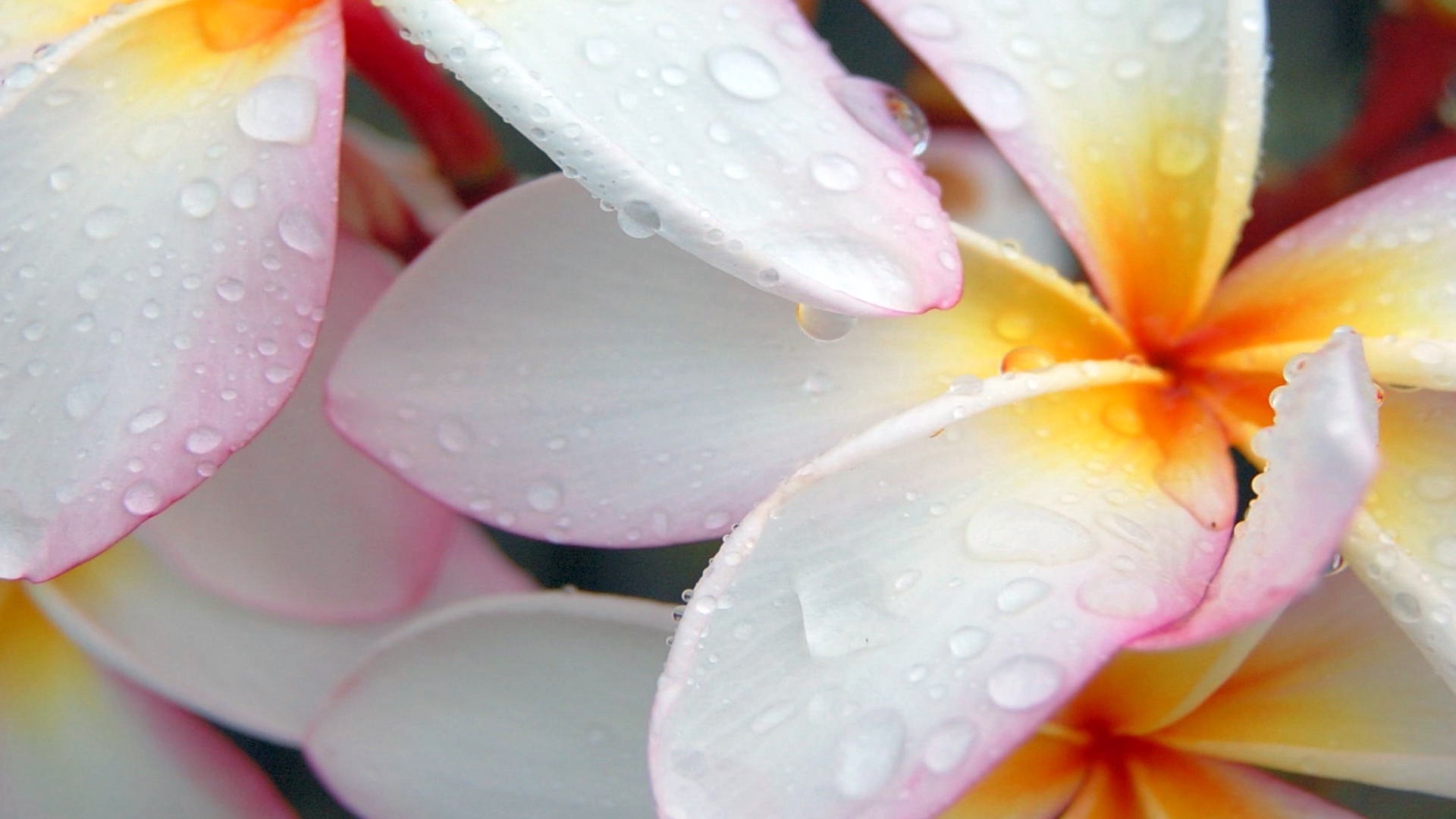 flowers, Plumeria, Water Drops Wallpapers HD / Desktop and Mobile ...