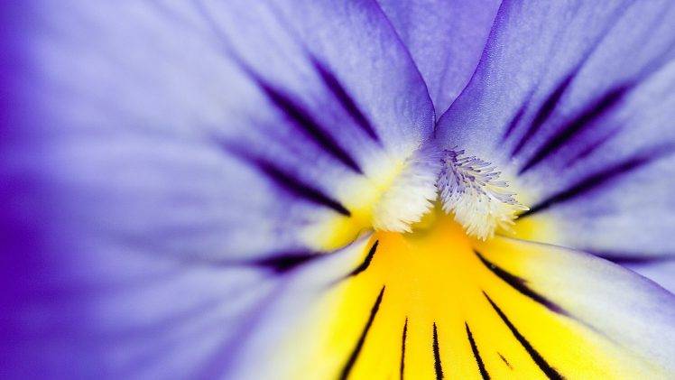 nature, Flowers, Pansies, Macro, Purple Flowers HD Wallpaper Desktop Background