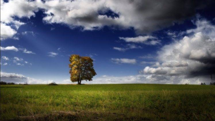 nature, Trees, Grass HD Wallpaper Desktop Background
