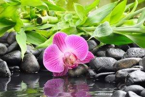 orchids, Stones, Flowers, Reflection