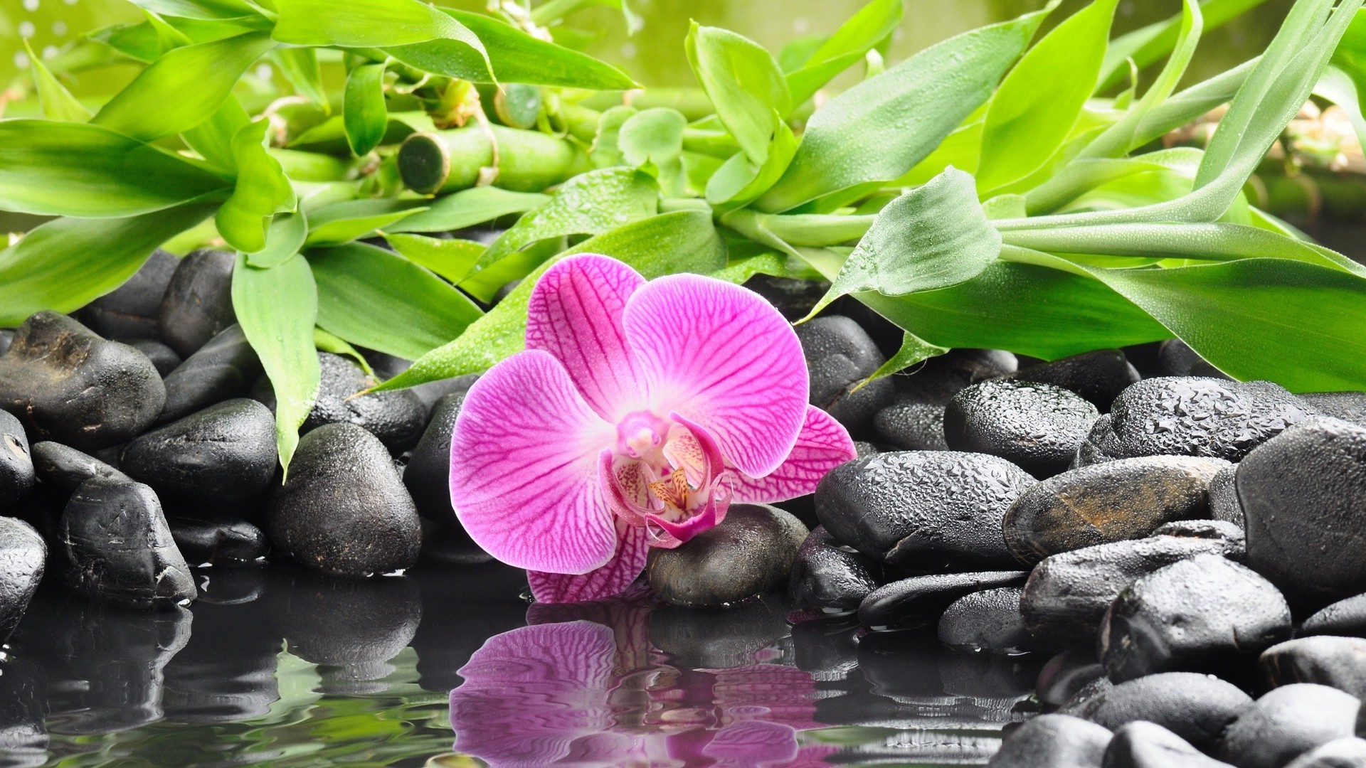 orchids, Stones, Flowers, Reflection Wallpaper