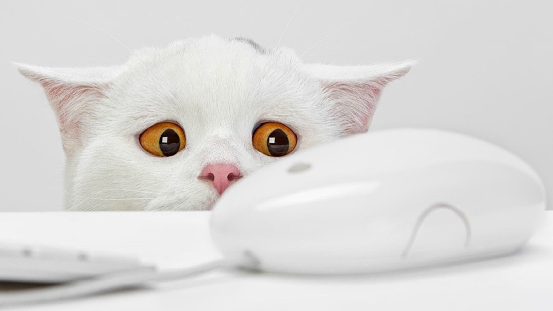 cat, Animals, White, Bright, Orange Eyes, Computer, Computer Mice Wallpaper