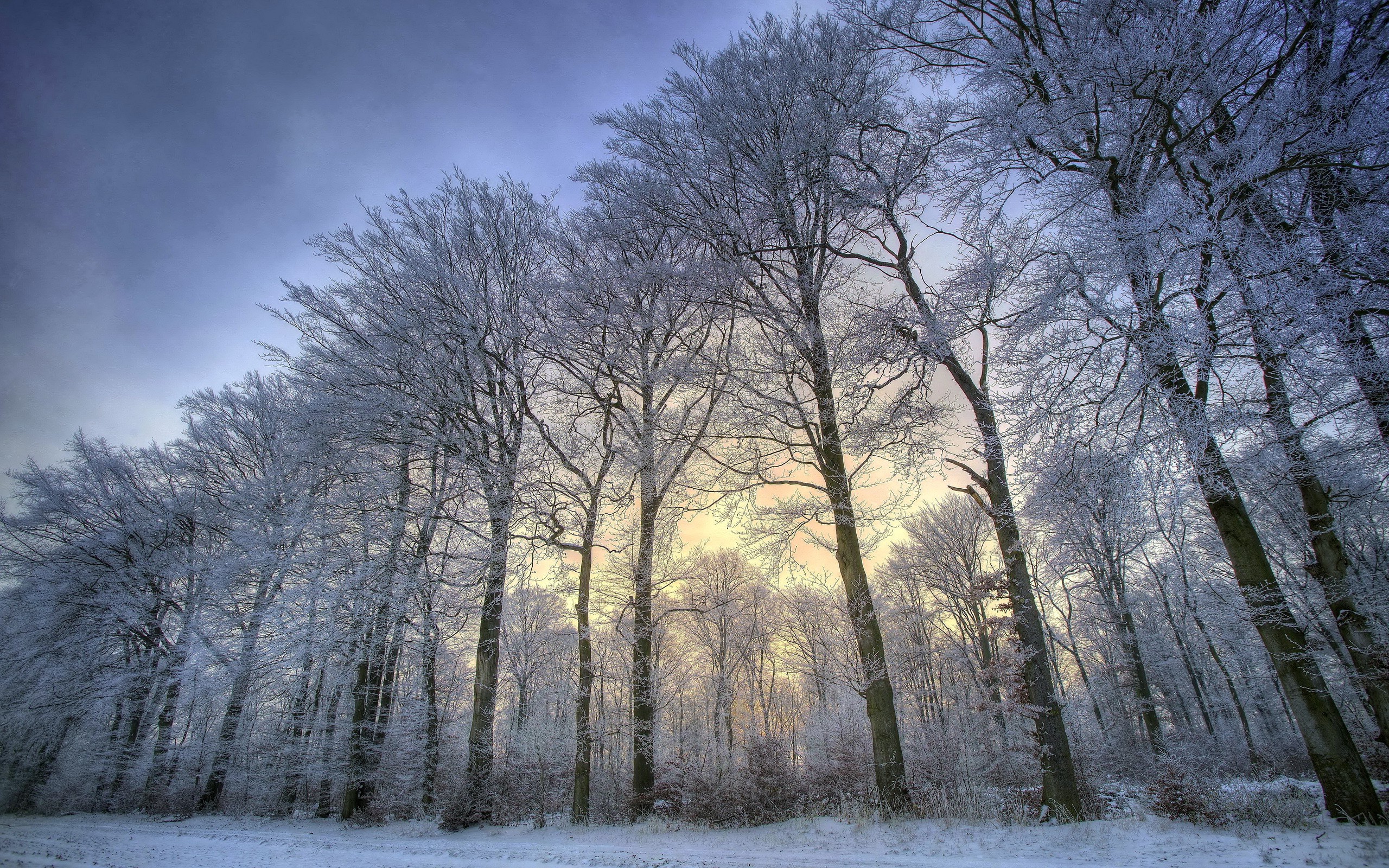 nature, Trees, Snow Wallpaper