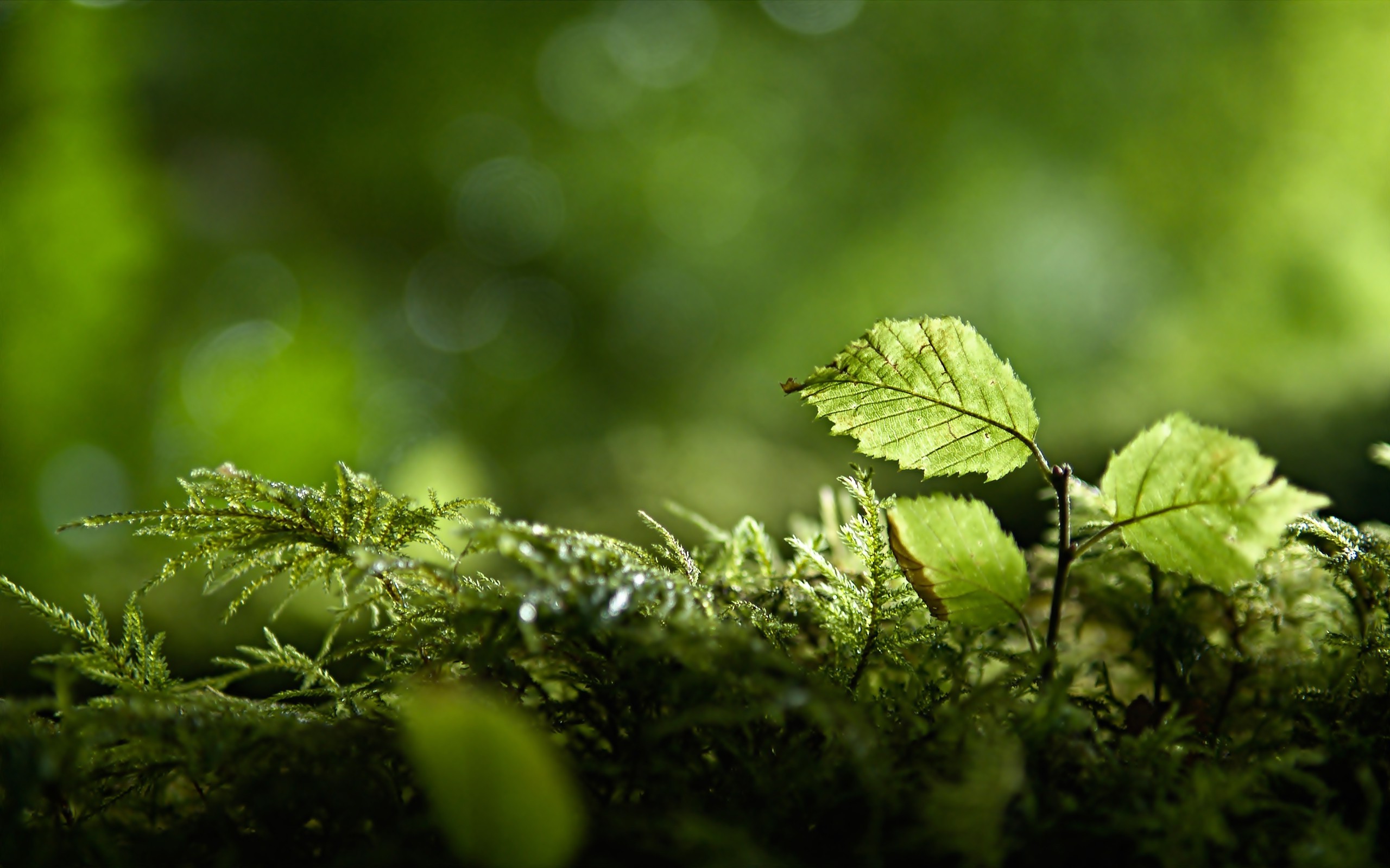 nature Wallpaper