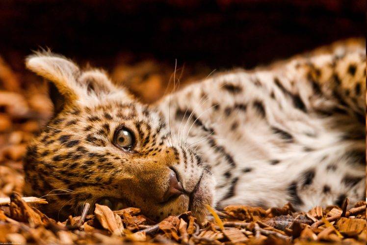 animals, Jaguars, Baby Animals HD Wallpaper Desktop Background
