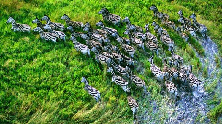 nature, Zebras, Animals, Running HD Wallpaper Desktop Background
