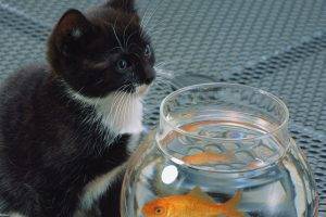 animals, Goldfish, Fishbowls, Cat