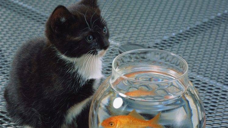 animals, Goldfish, Fishbowls, Cat HD Wallpaper Desktop Background