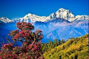 Nepal, Himalayas, Mountain, Nature, Landscape, Hill, Trees