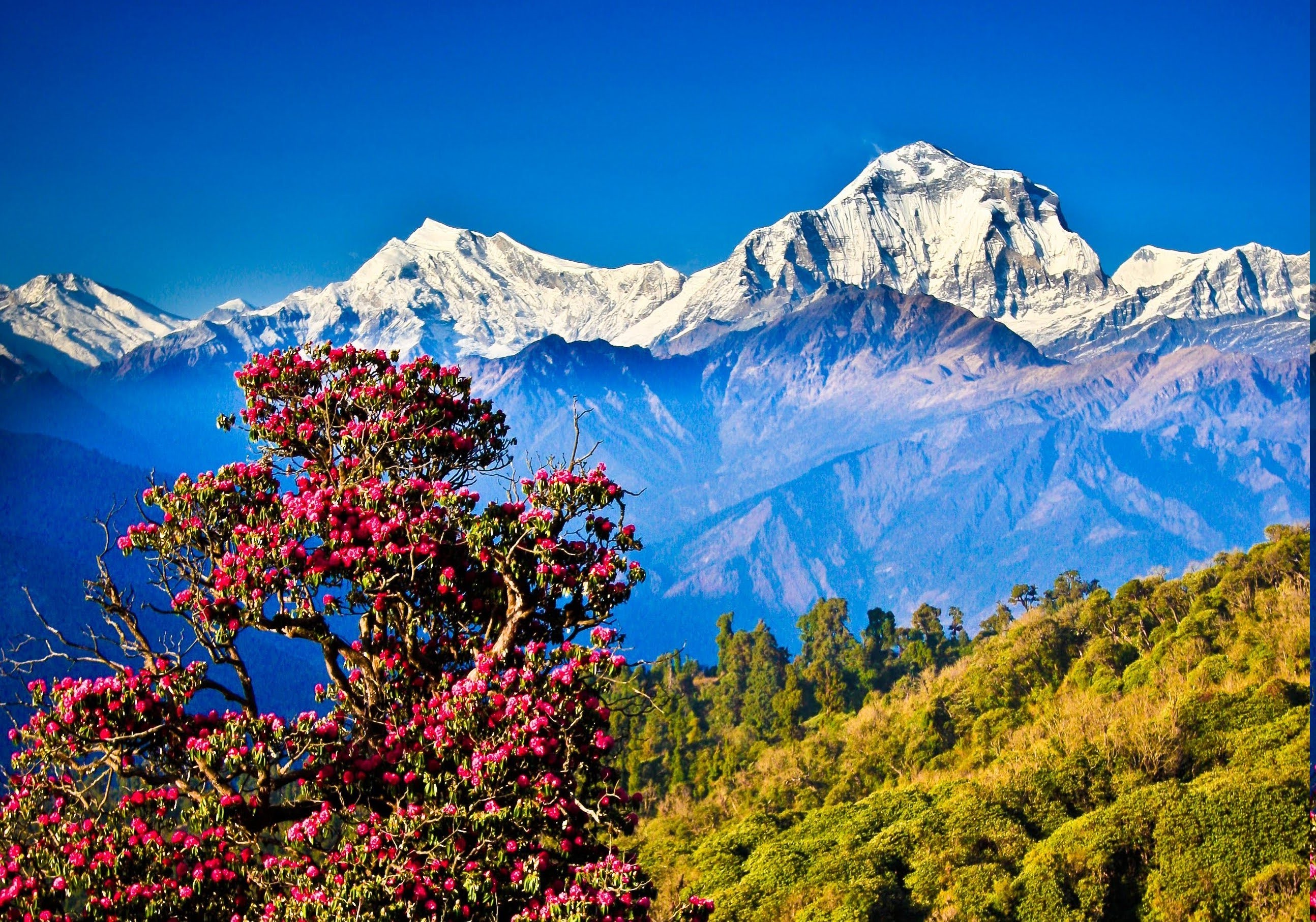 Nepal, Himalayas, Mountain, Nature, Landscape, Hill, Trees Wallpaper
