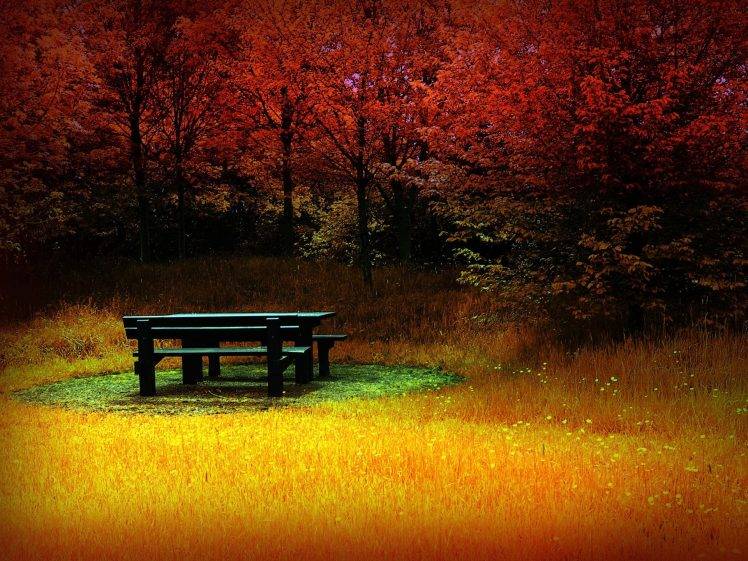 forest Clearing, Bench, Red, Fall, Nature HD Wallpaper Desktop Background