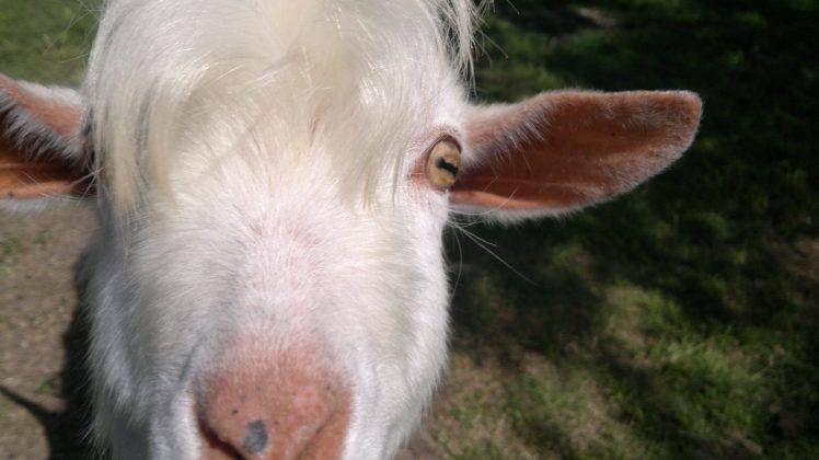 goats, Eyes, Animal Ears, Face HD Wallpaper Desktop Background