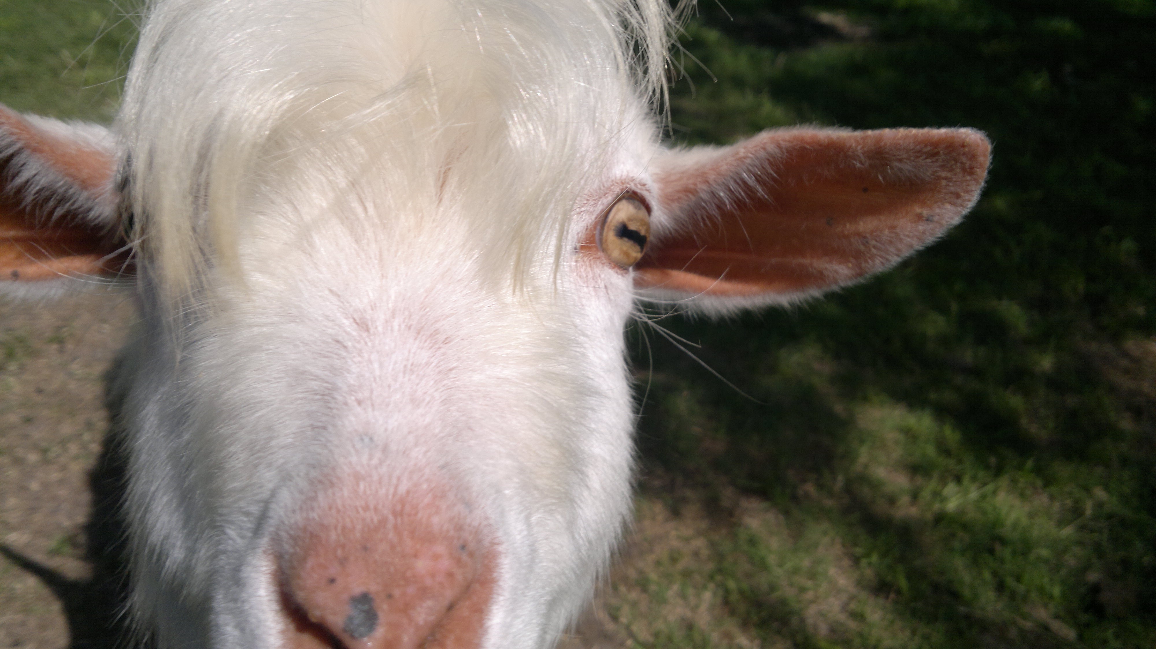goats, Eyes, Animal Ears, Face Wallpaper