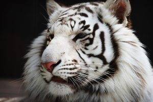 tiger, White Tigers, Animals