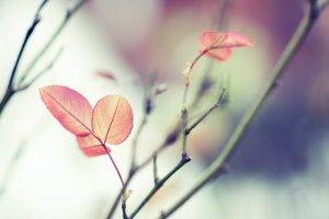 nature, Leaves, Depth Of Field, Twigs