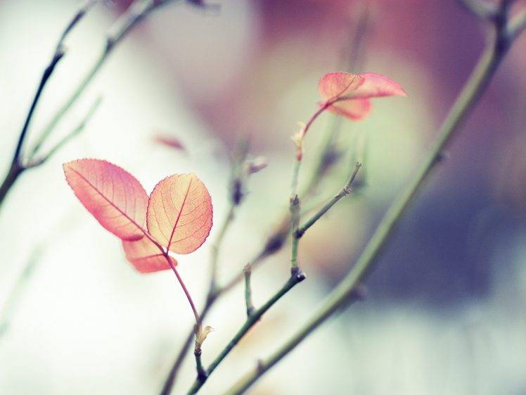 nature, Leaves, Depth Of Field, Twigs HD Wallpaper Desktop Background