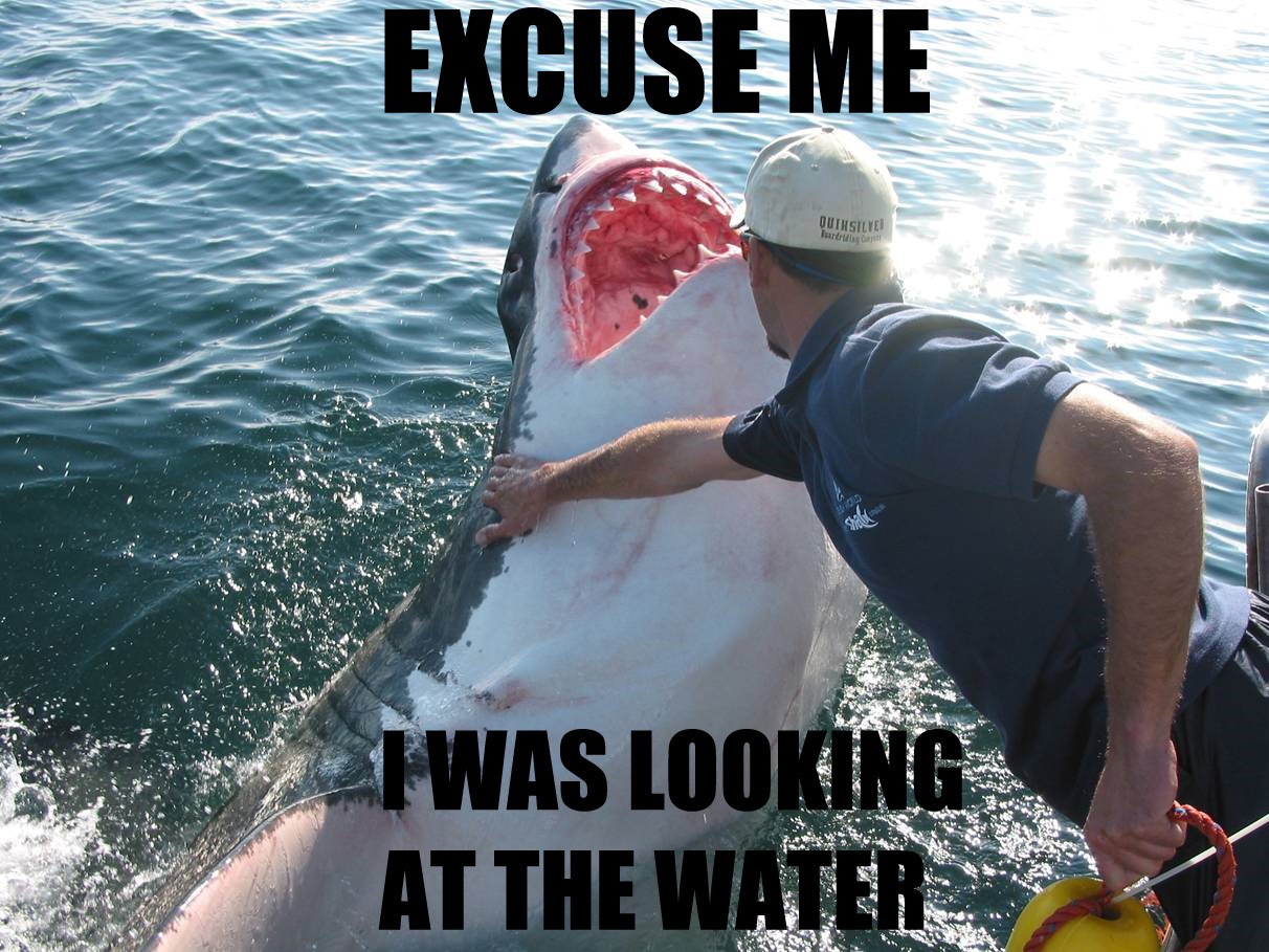 humor, Shark, Text Wallpaper