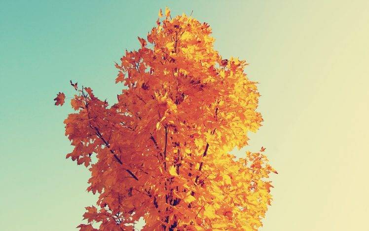 maple Leaves, Nature HD Wallpaper Desktop Background