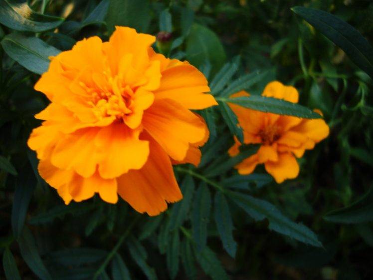 flowers, Yellow Flowers, Marigolds, Macro HD Wallpaper Desktop Background