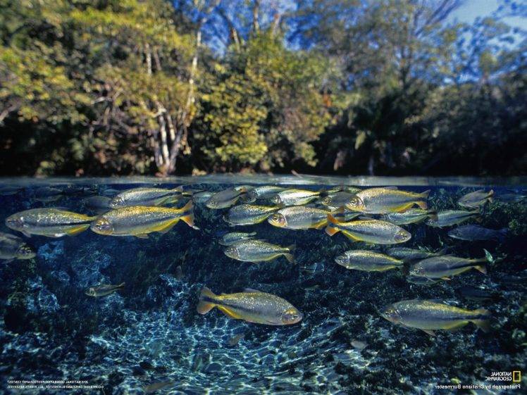 National Geographic, Fish, Water, Lake, Split View HD Wallpaper Desktop Background