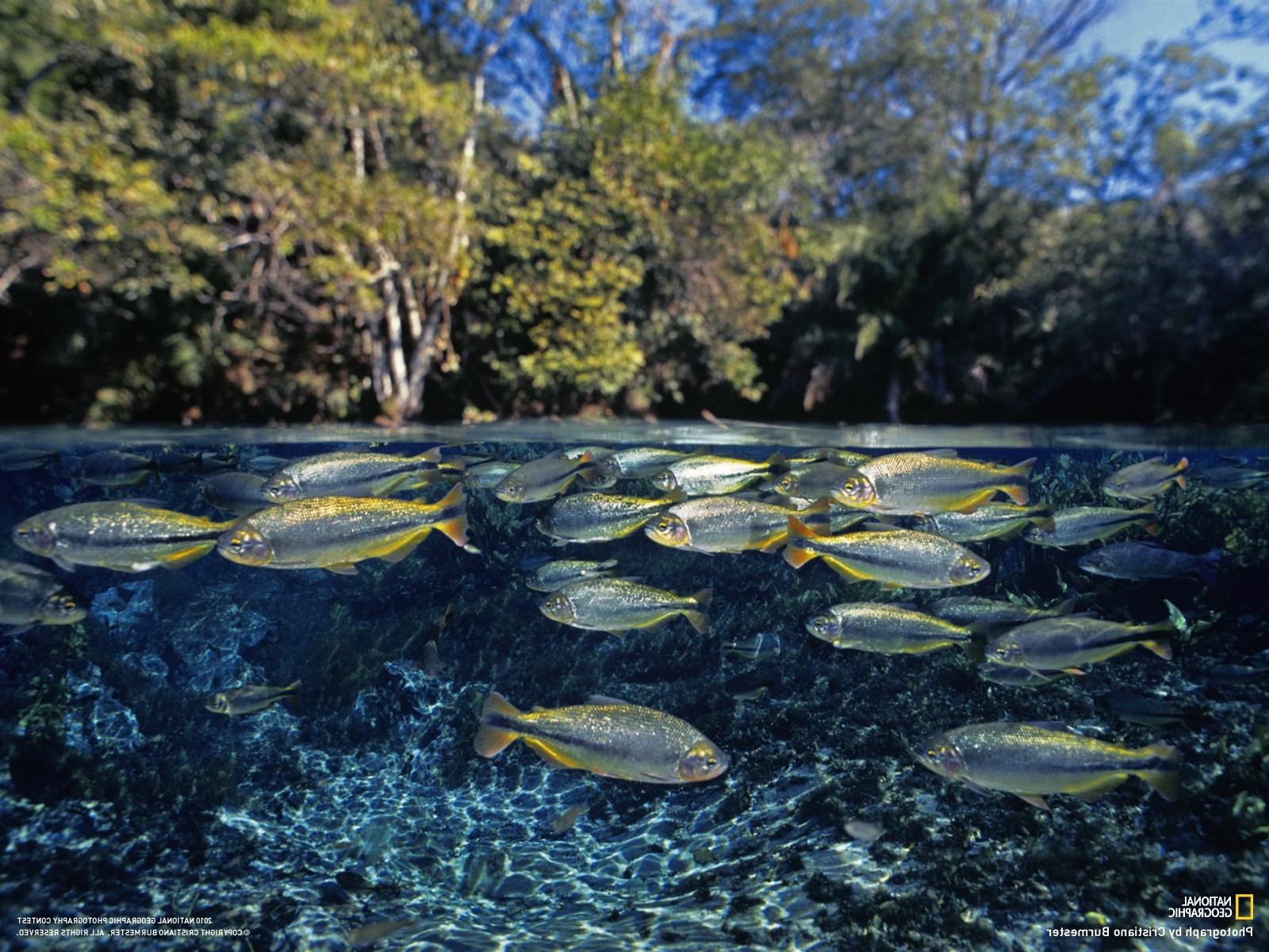 National Geographic, Fish, Water, Lake, Split View Wallpaper