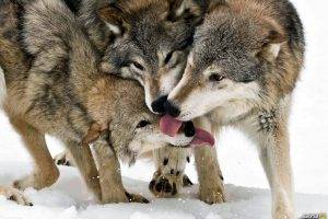 wolf, National Geographic, Animals, Tongues