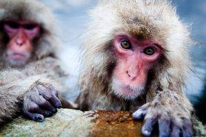 National Geographic, Macaques, Animals, Monkeys