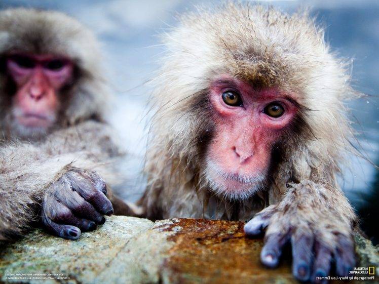 National Geographic, Macaques, Animals, Monkeys HD Wallpaper Desktop Background