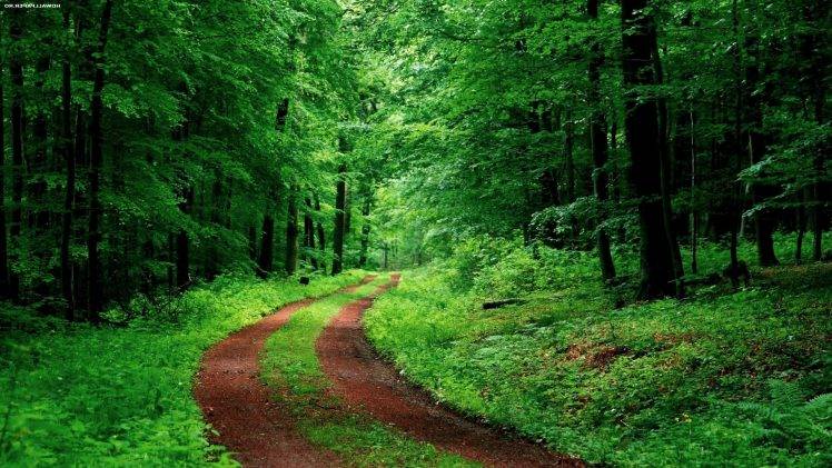 nature, Road, Trees, Green