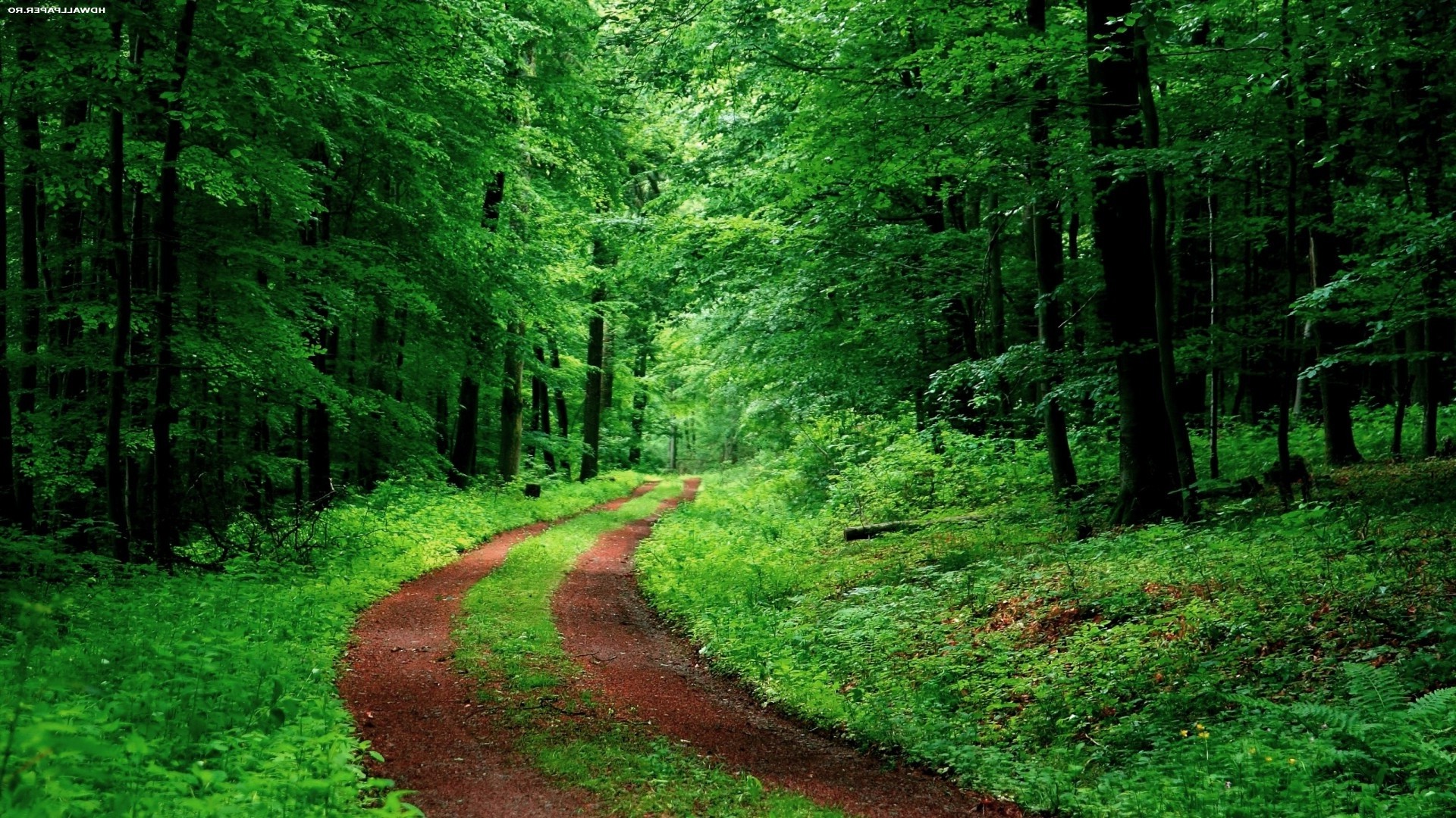 nature, Road, Trees, Green Wallpaper