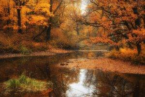 nature, Fall, Water, River