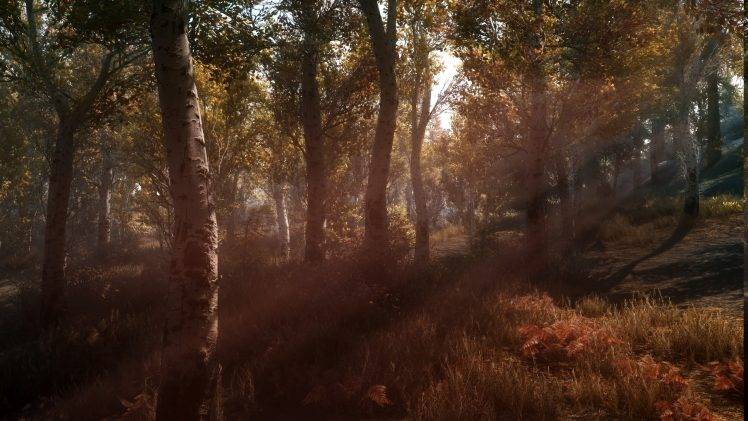 sun Rays, Sunset, Trees, Screenshots, Nature, Forest HD Wallpaper Desktop Background