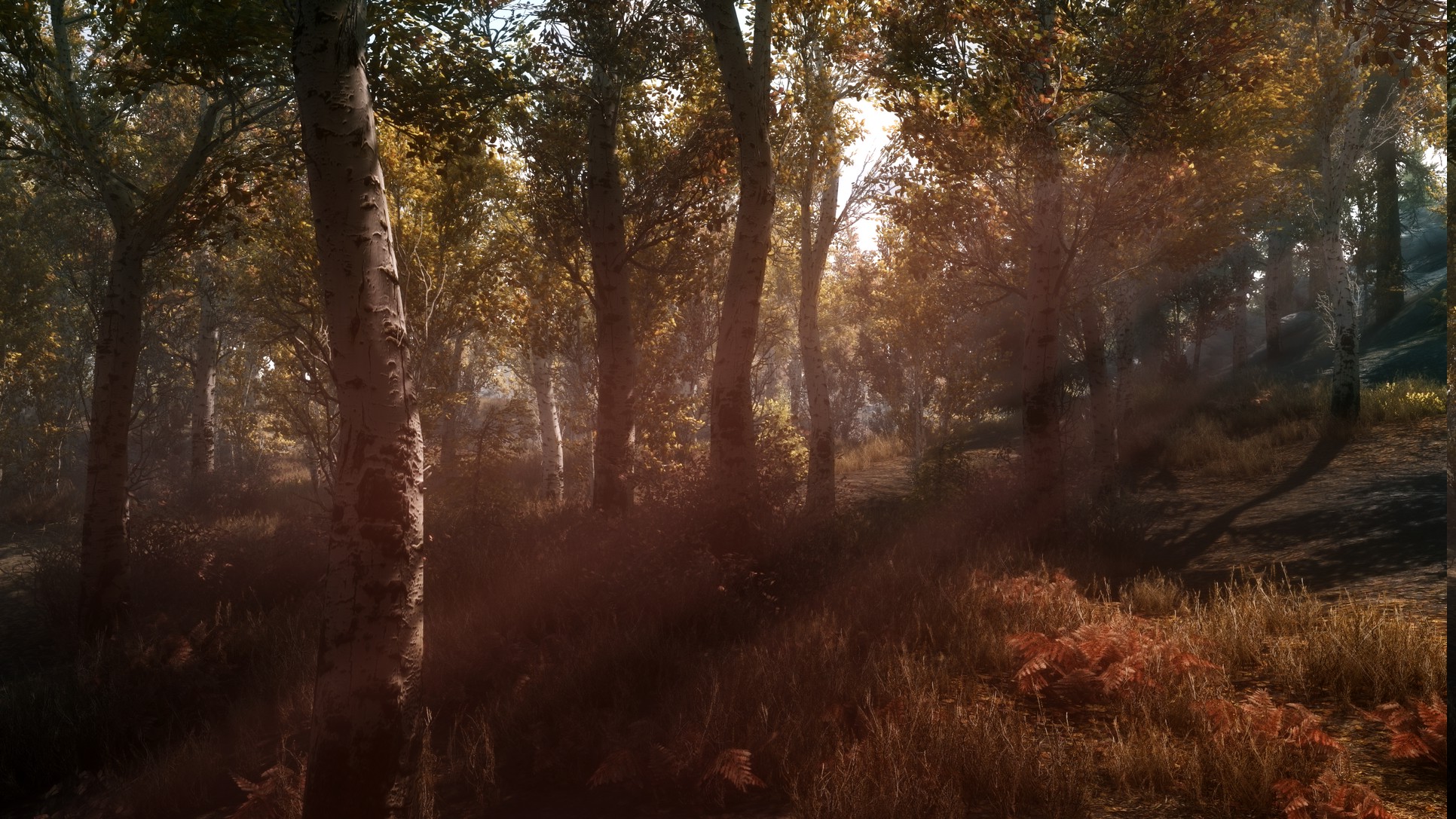 sun Rays, Sunset, Trees, Screenshots, Nature, Forest Wallpaper