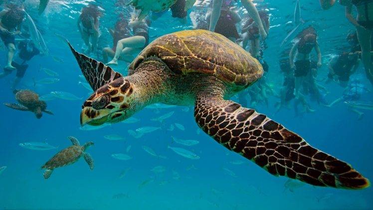 turtle, Animals, Sea HD Wallpaper Desktop Background