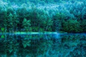 nature, Forest, Water