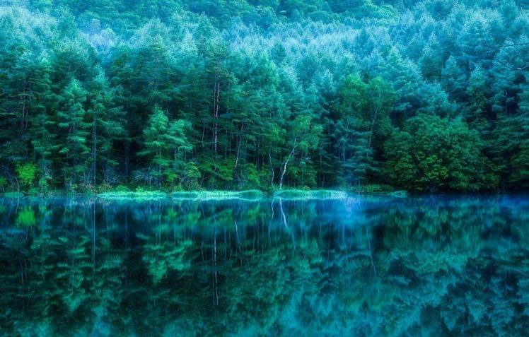 nature, Forest, Water HD Wallpaper Desktop Background