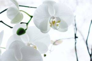 nature, White, Flowers