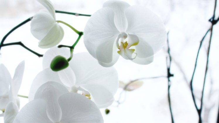 nature, White, Flowers HD Wallpaper Desktop Background