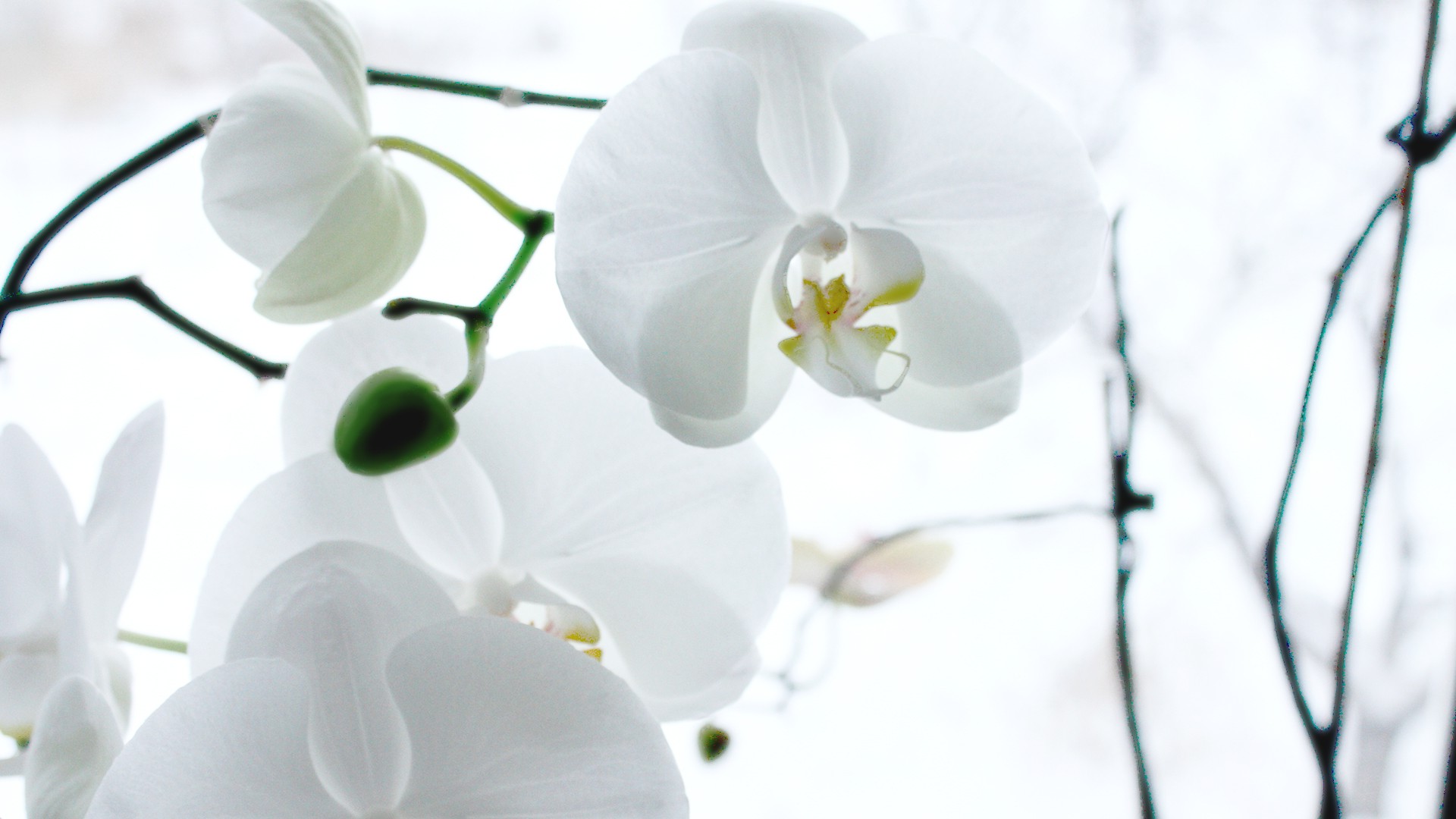 nature, White, Flowers Wallpaper