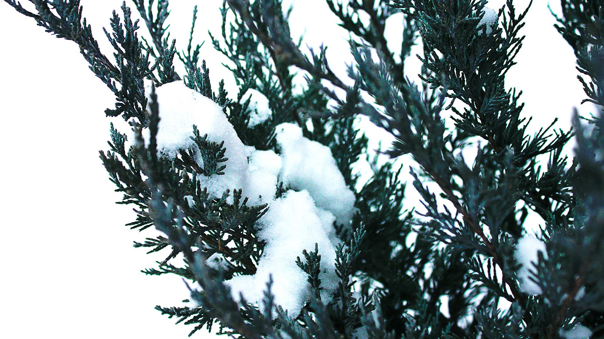 nature, Winter, Snow Wallpaper