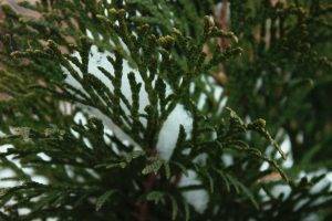 nature, Winter, Evergreen, Leaves