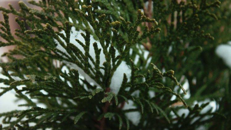 nature, Winter, Evergreen, Leaves HD Wallpaper Desktop Background
