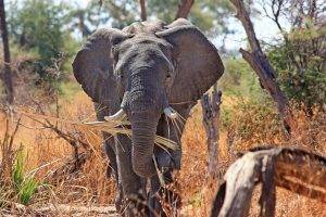 elephants, Animals, Africa