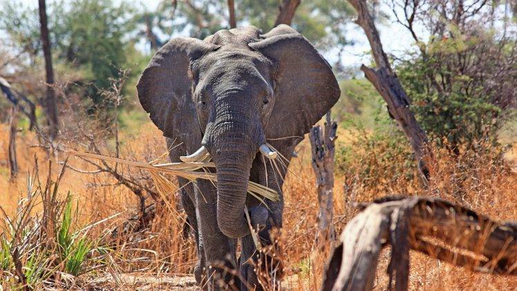 elephants, Animals, Africa HD Wallpaper Desktop Background